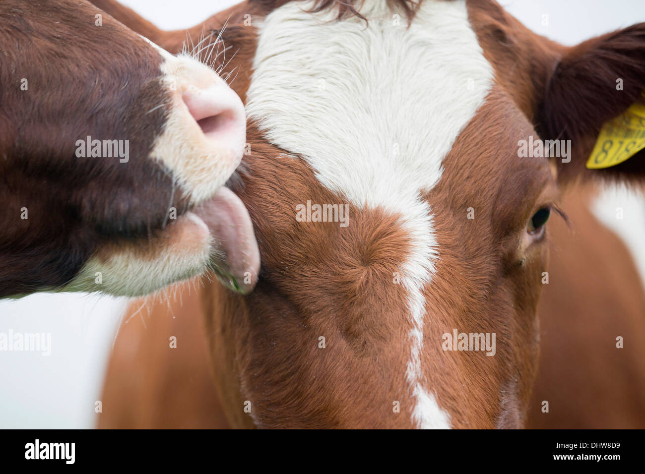 Paesi Bassi, 's-Graveland. Tenuta rurale chiamato Hilverbeek. Le mucche in mattina nebbia leccare ogni altro fronte Foto Stock