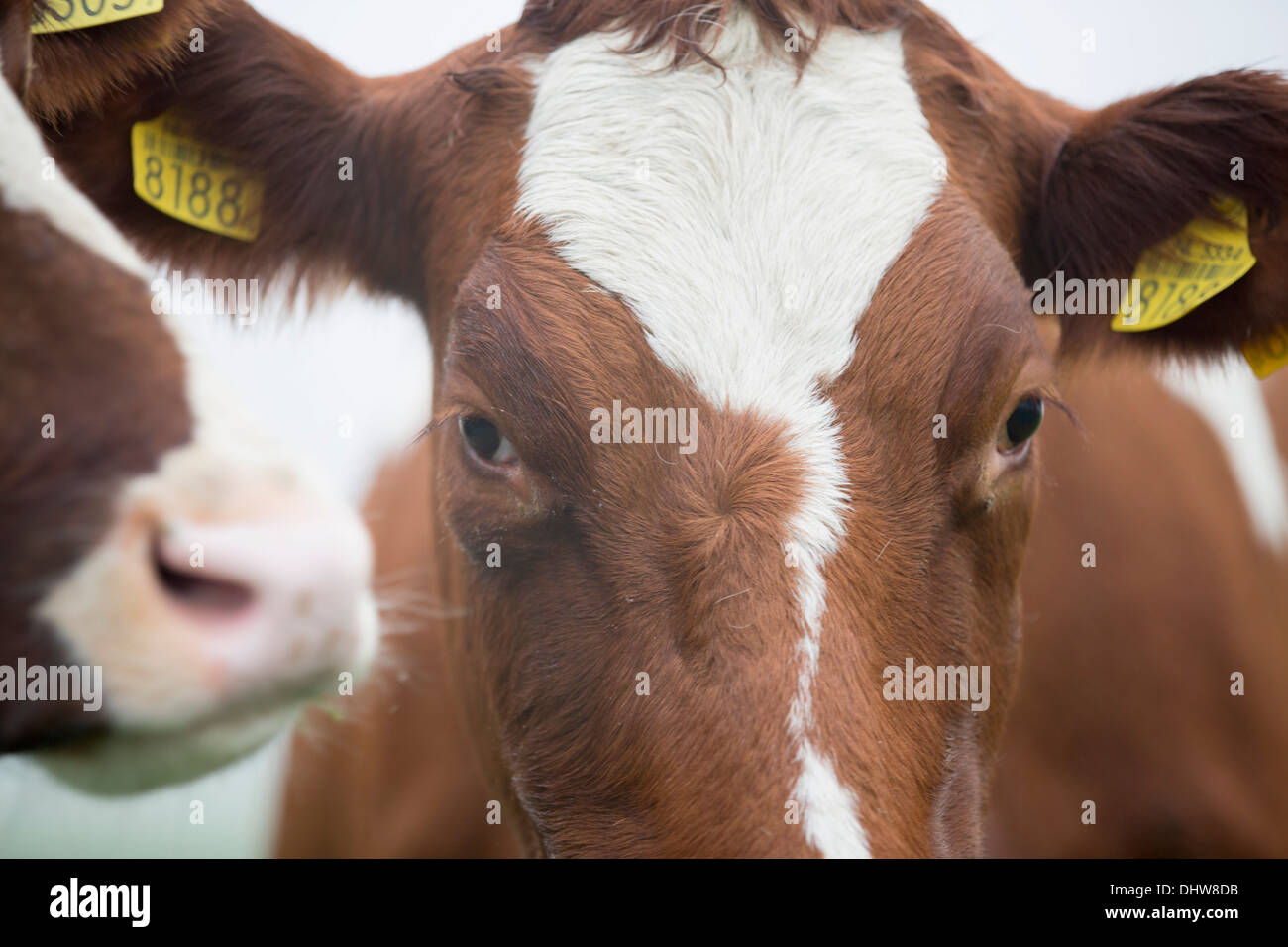 Paesi Bassi, 's-Graveland. Tenuta rurale chiamato Hilverbeek. Le mucche in mattina nebbia leccare ogni altro fronte Foto Stock