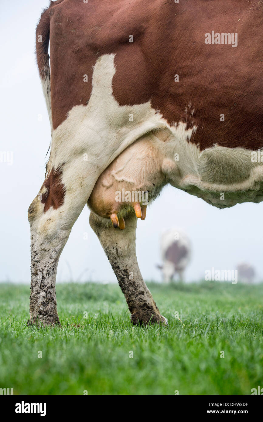 Paesi Bassi, 's-Graveland. Tenuta rurale chiamato Hilverbeek. Cow nella nebbia di mattina. Close-up mammella Foto Stock