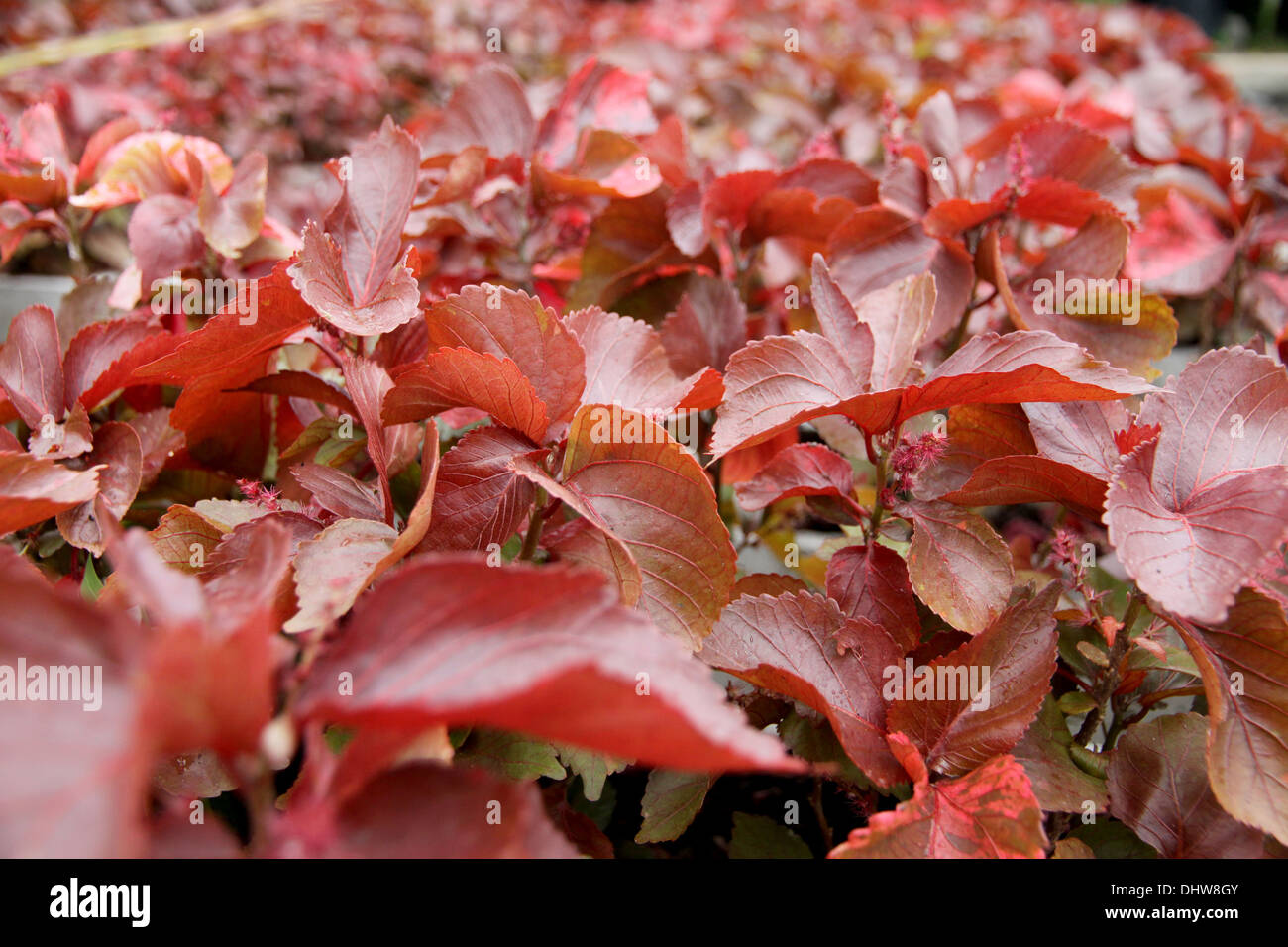 Le foglie rosse nel giardino, esso può essere un bellissimo sfondo. Foto Stock
