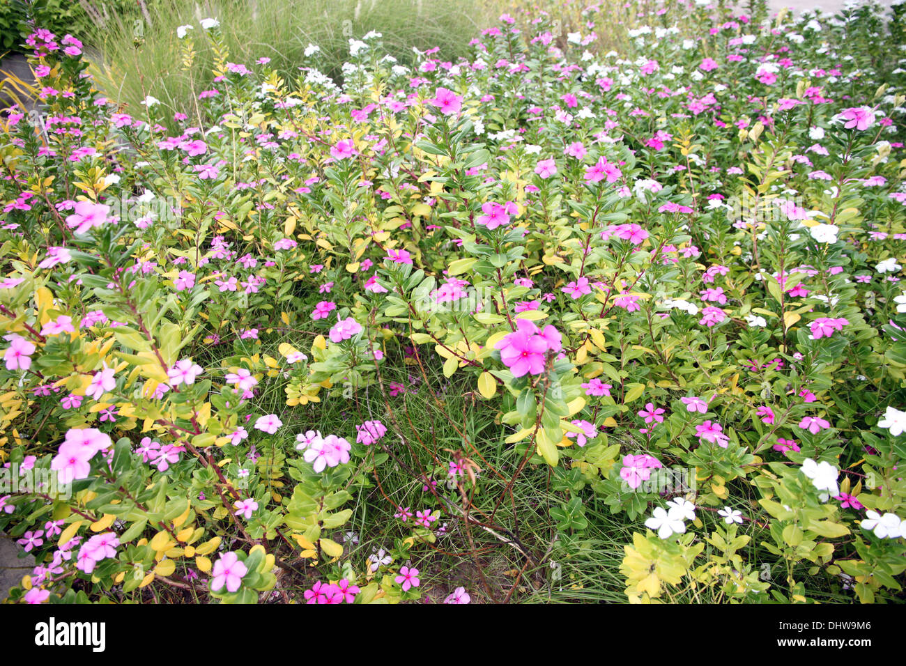 La rosa e il colore bianco di Catharanthus roseus in fiore parco. Foto Stock