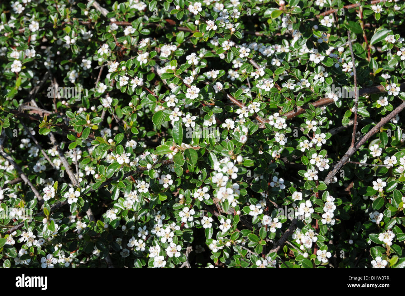 Cotoneaster Foto Stock