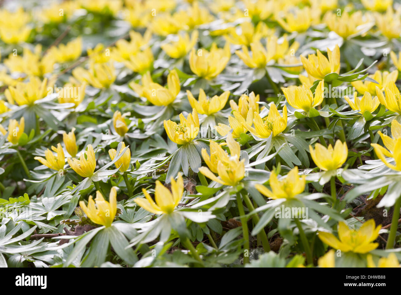 Winterling (Eranthis hyemalis) Foto Stock