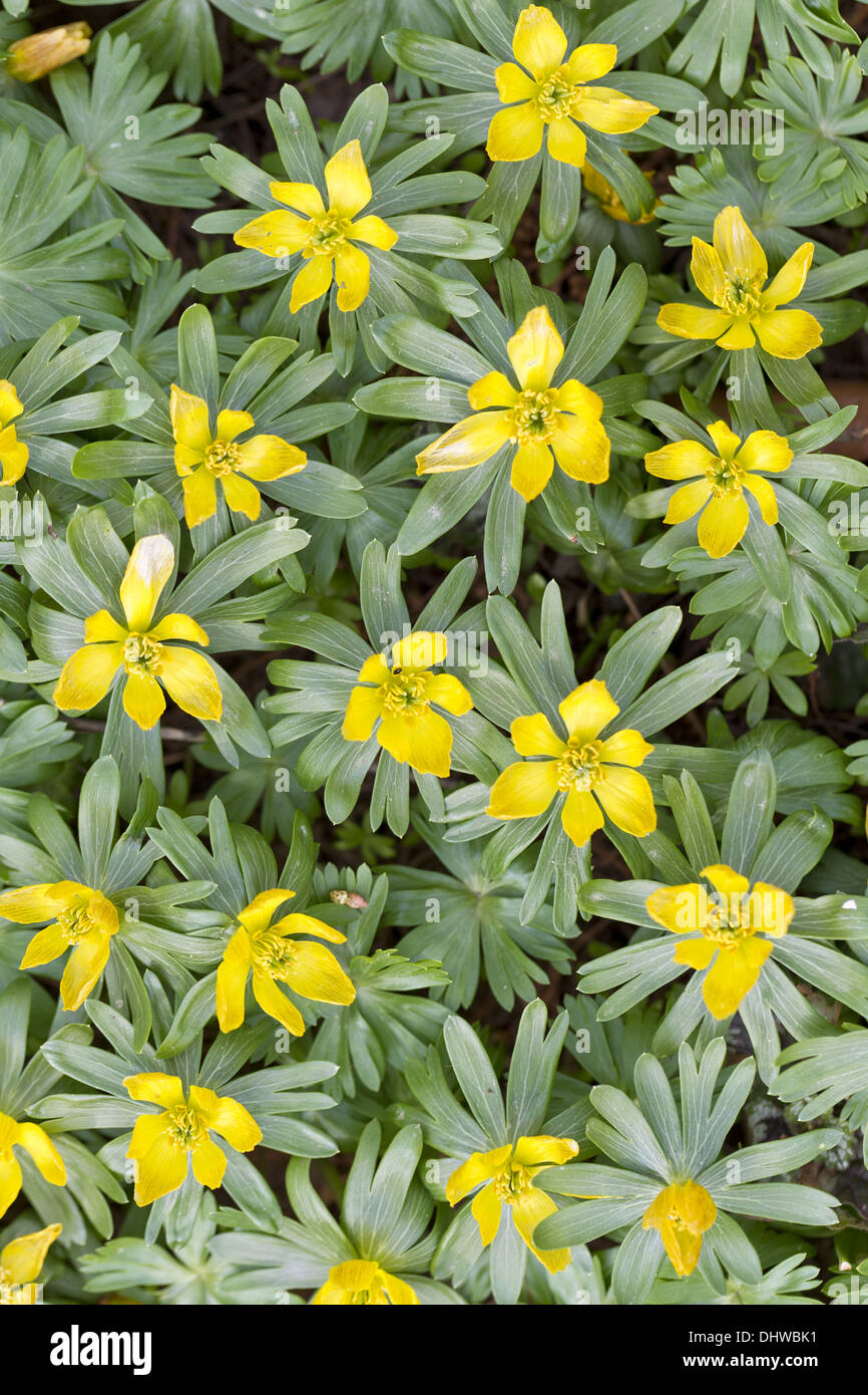 Winterling (Eranthis hyemalis) Foto Stock