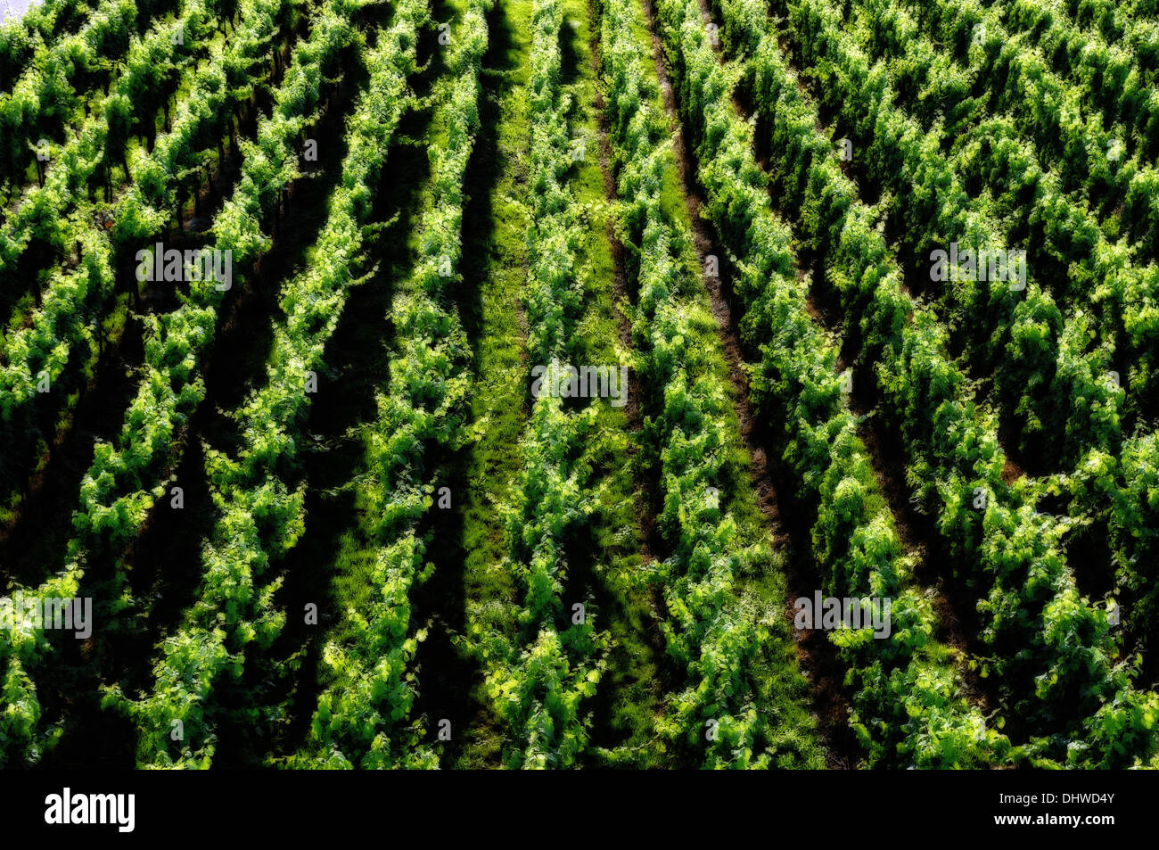 Vigneto texture verde Foto Stock