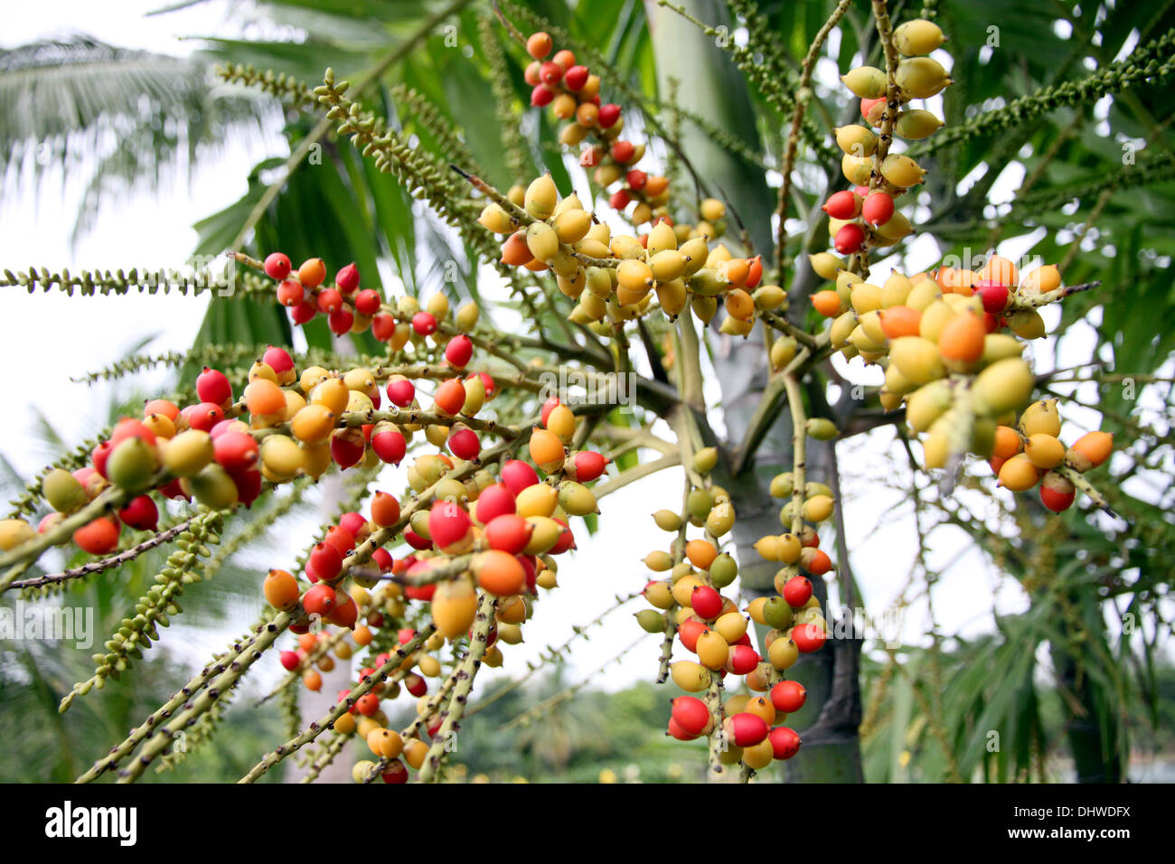 Noci di arec catecù tree e frutta hanno colorato. Foto Stock