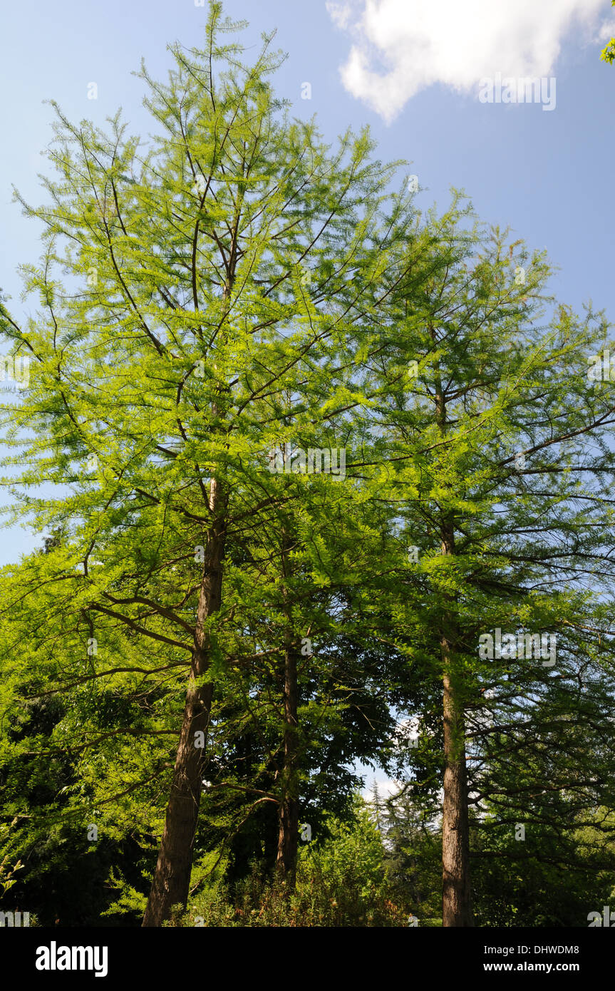 Cipresso di palude Foto Stock