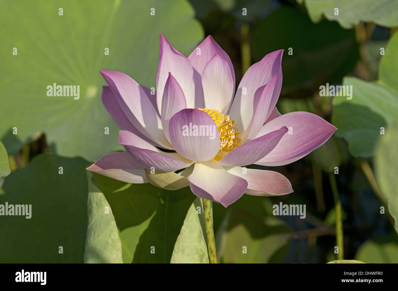 Fiore di loto, Nelumbo nucifera Foto Stock