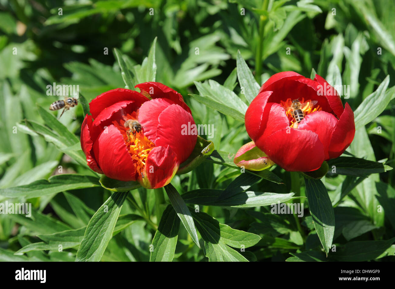 Peonia Foto Stock