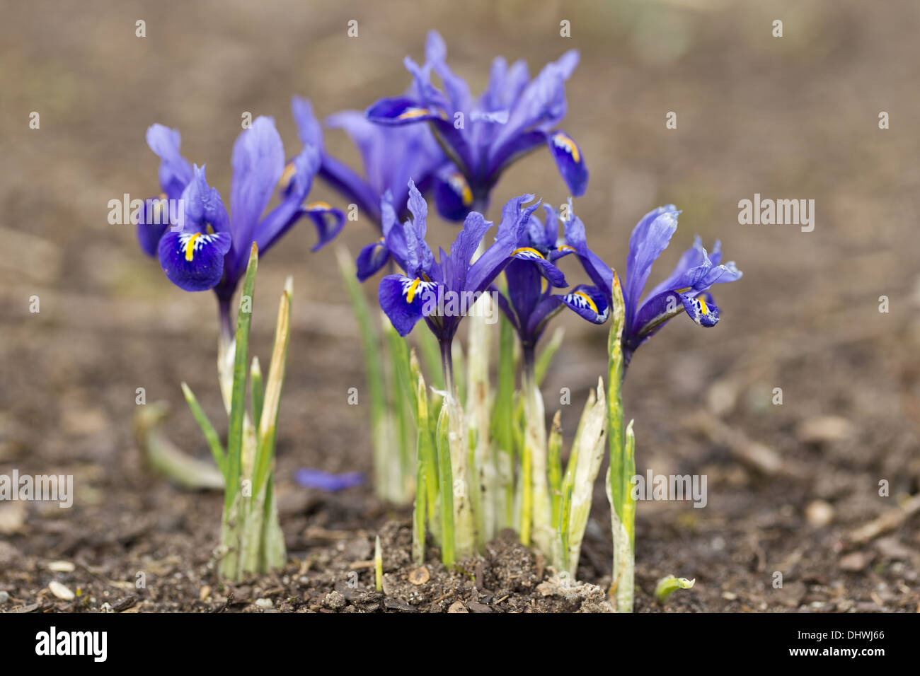 Power-foglia (iris Iris reticulata) Foto Stock