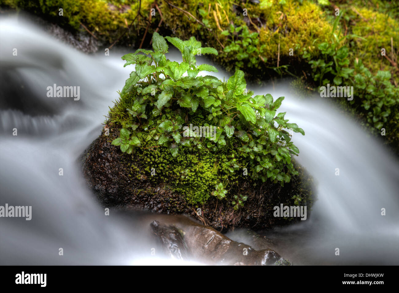 La Columbia River Gorge Oregon fiume sfocata felci lussureggianti e Foto Stock