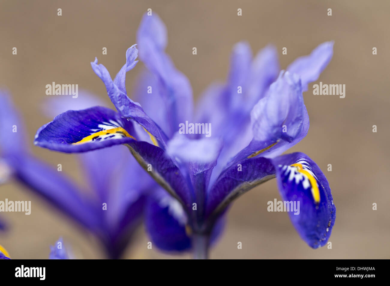 Power-foglia (iris Iris reticulata) Foto Stock