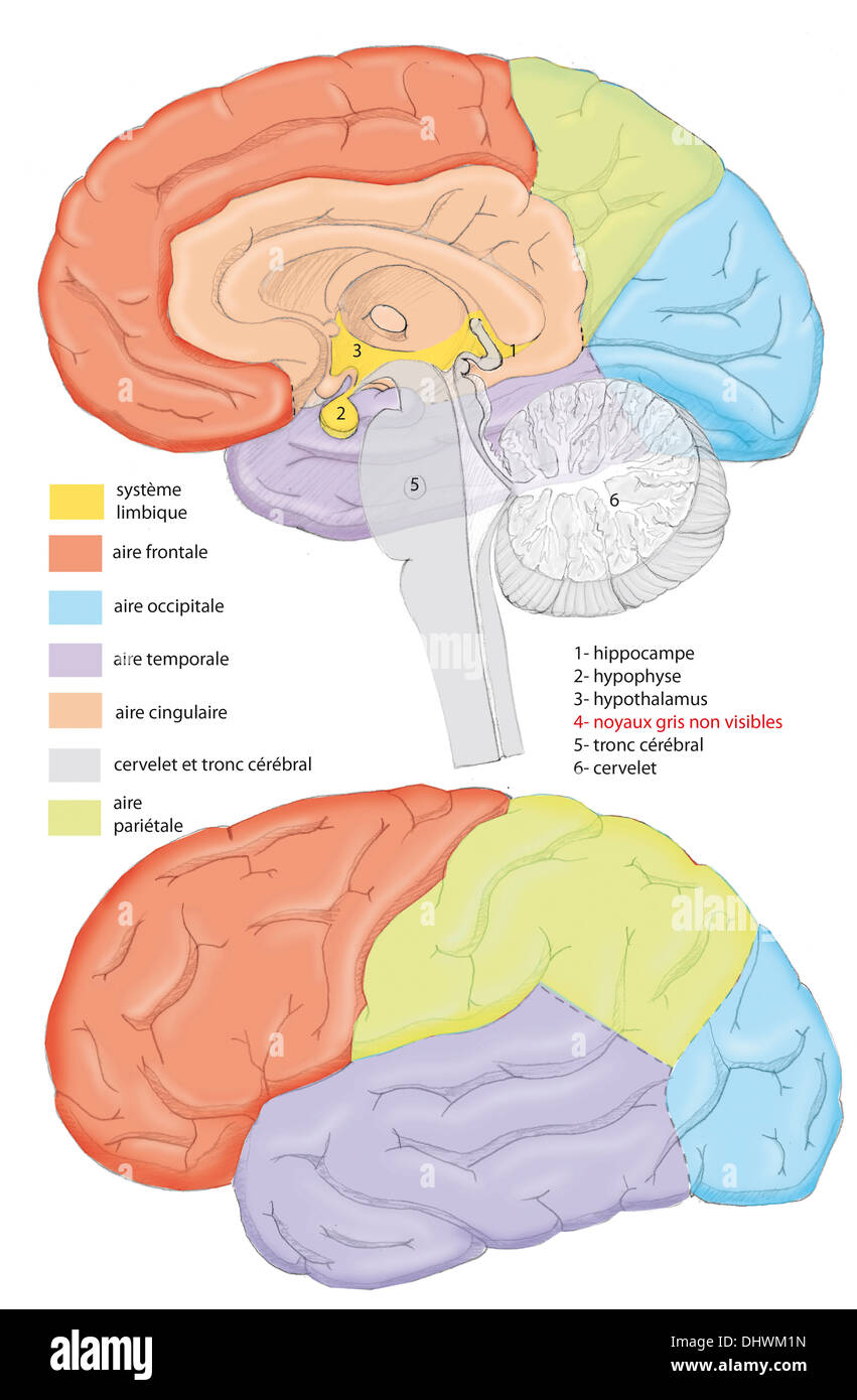 ILLUSTRAZIONE DEL CERVELLO Foto Stock