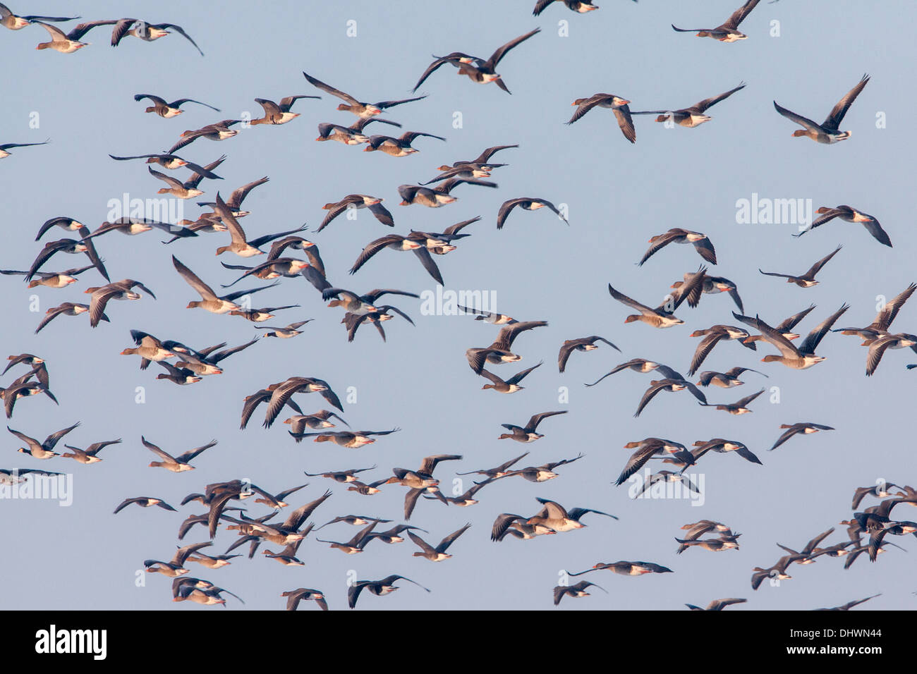 Paesi Bassi, Eemnes, Eem polder. Eempolder, luogo di riposo per i cigni, graylag oche, whooper cigni e altri. L'inverno. Ciclista Foto Stock
