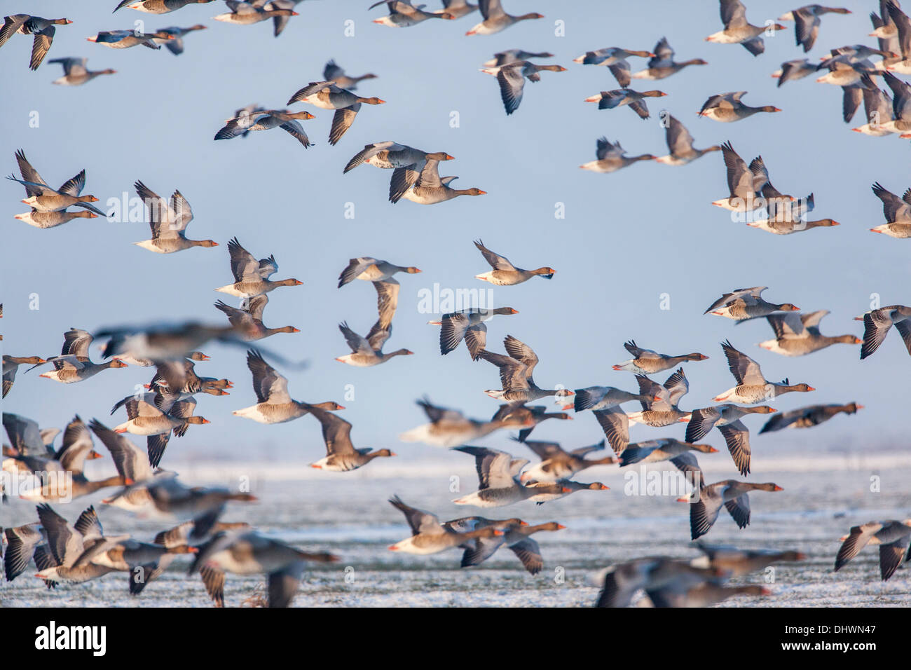 Paesi Bassi, Weesp, Eem polder, Eempolder. Luogo di riposo per i cigni, graylag oche, whooper cigni e altri. L'inverno. Ciclista Foto Stock