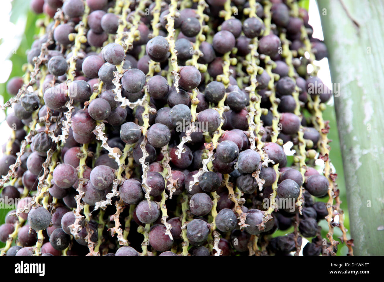 L'immagine semi di palme piena maturazione e diventano nere. Foto Stock