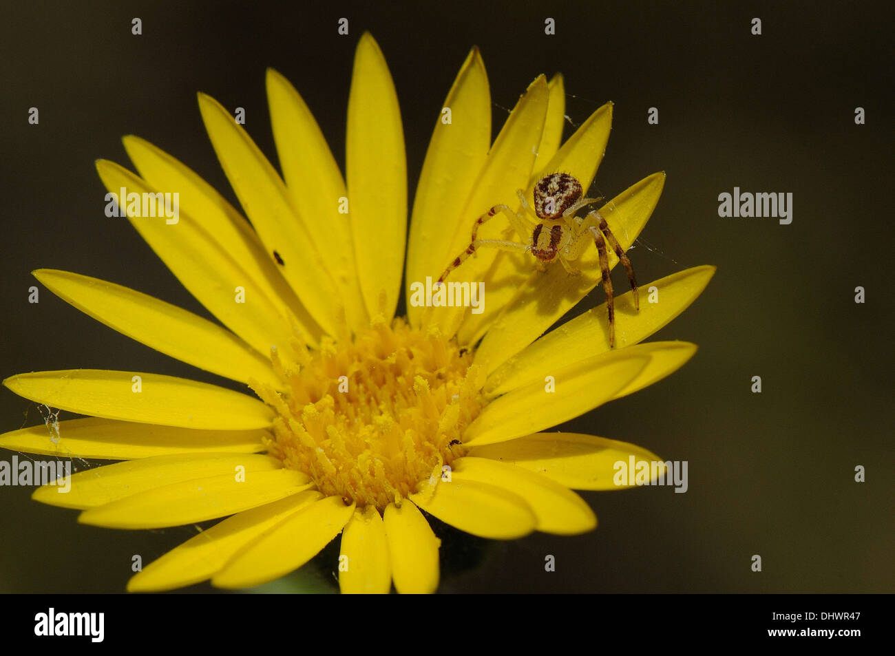 Il ragno granchio su un millefiori Foto Stock