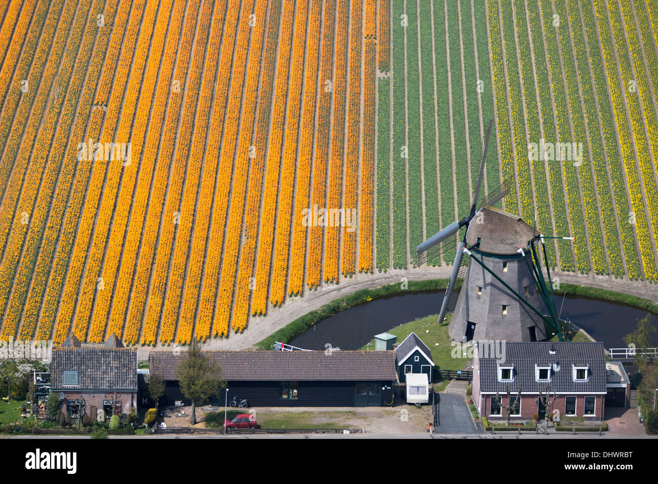 Paesi Bassi Lisse, campi di tulipani e il mulino a vento, antenna Foto Stock