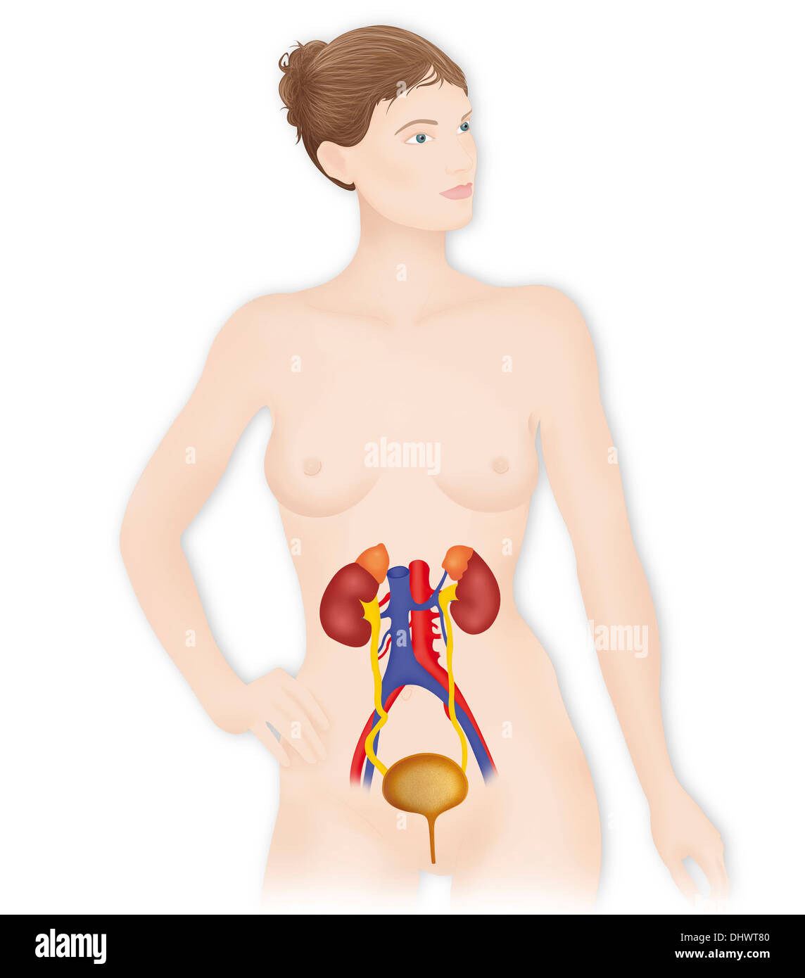 Anatomia, tratto urinario Foto Stock