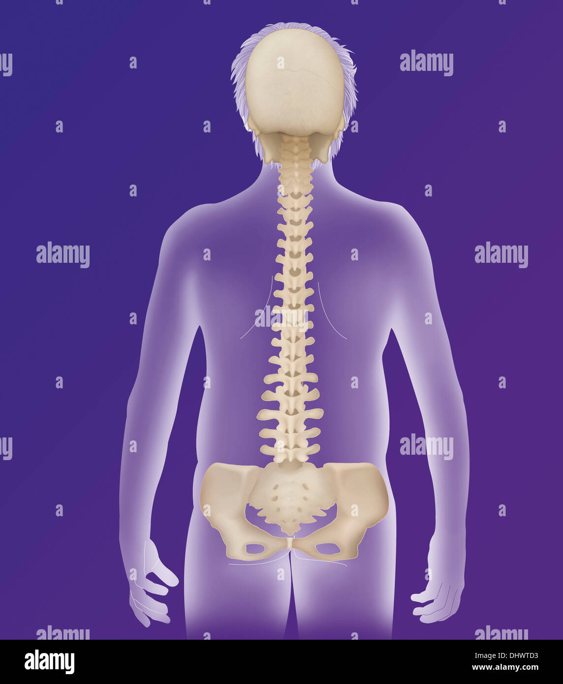 La colonna vertebrale, anatomia Foto Stock