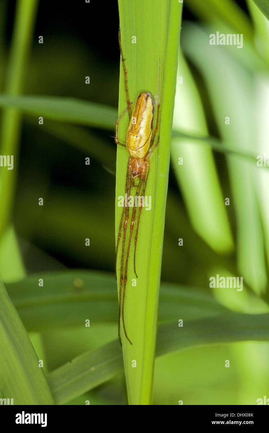 A lungo a ganasce spider, Tetragnatha extensa Foto Stock