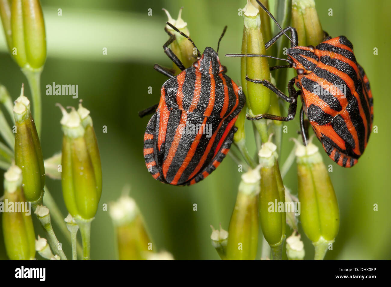 Graphosoma lineatum, Striped bug di protezione Foto Stock