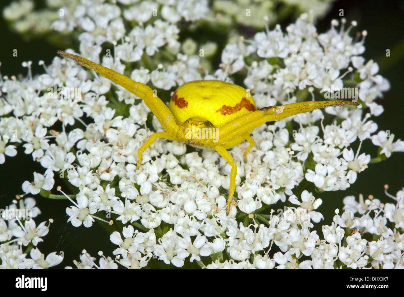 Misumena vatia, oro ragno granchio Foto Stock