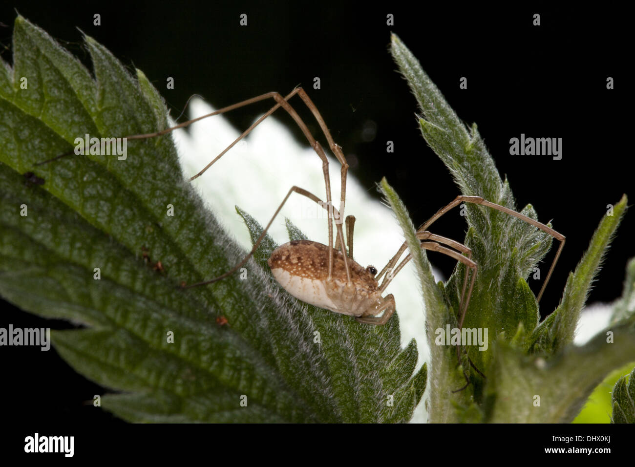 Rilaena triangularis, Harvestman Foto Stock