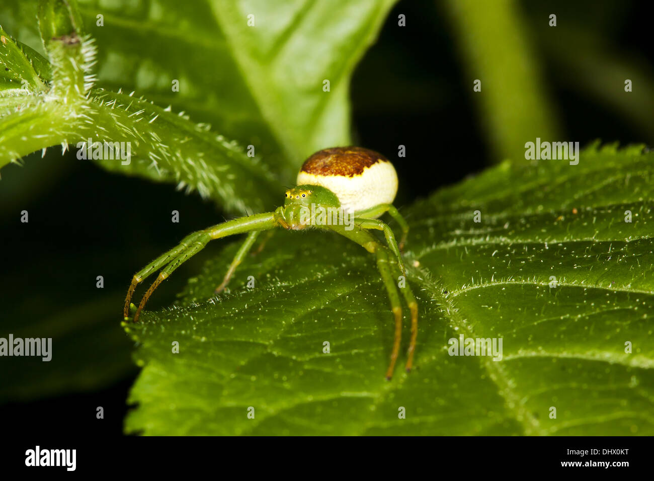 Diaea dorsata, verde ragno granchio Foto Stock