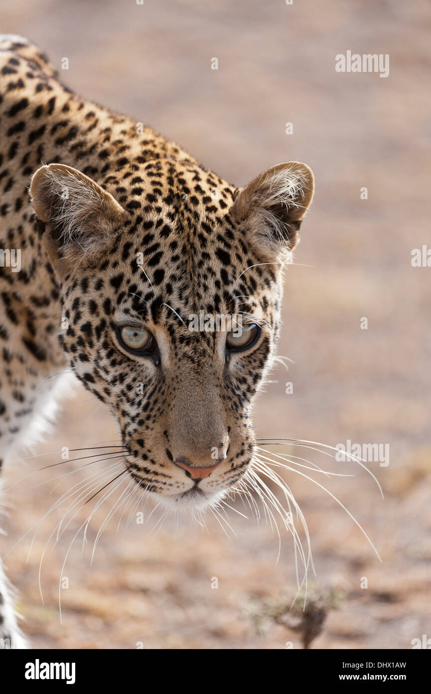 Giovane maschio Leopard, circa 2 anni in questo caso, passeggiate in passato con fiducia il fotografo a Mara Kenya. Foto Stock