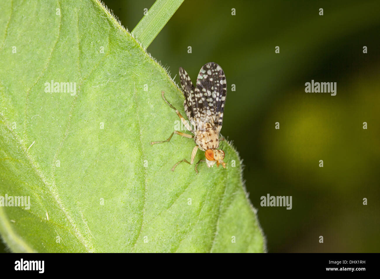 Oxyna flavipennis, Mosca della frutta Foto Stock