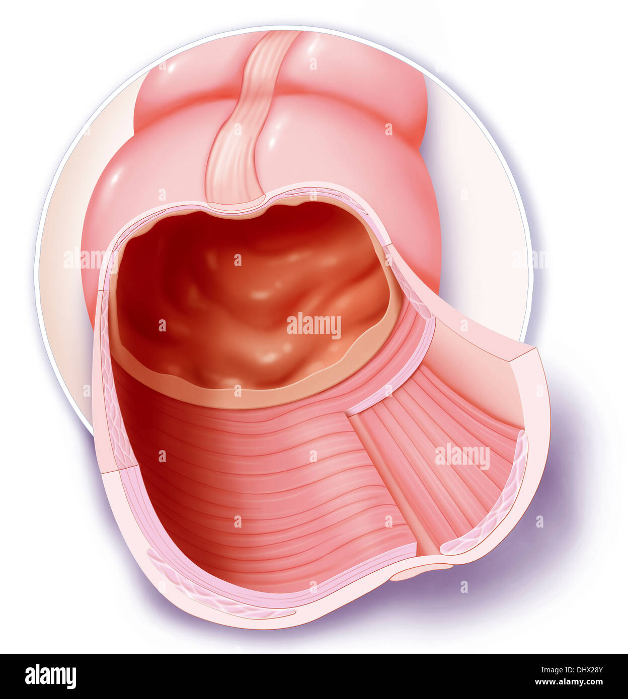 COLON, DISEGNO Foto Stock