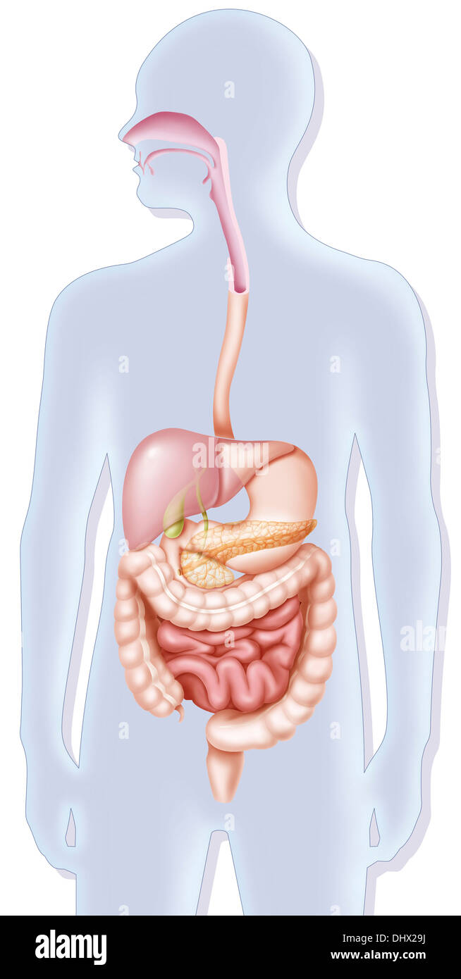 Sistema digestivo, illustrazione Foto Stock