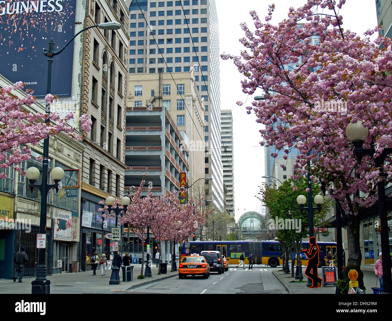Alberi fioriti lungo le strade di Seattle, nello Stato di Washington Foto Stock