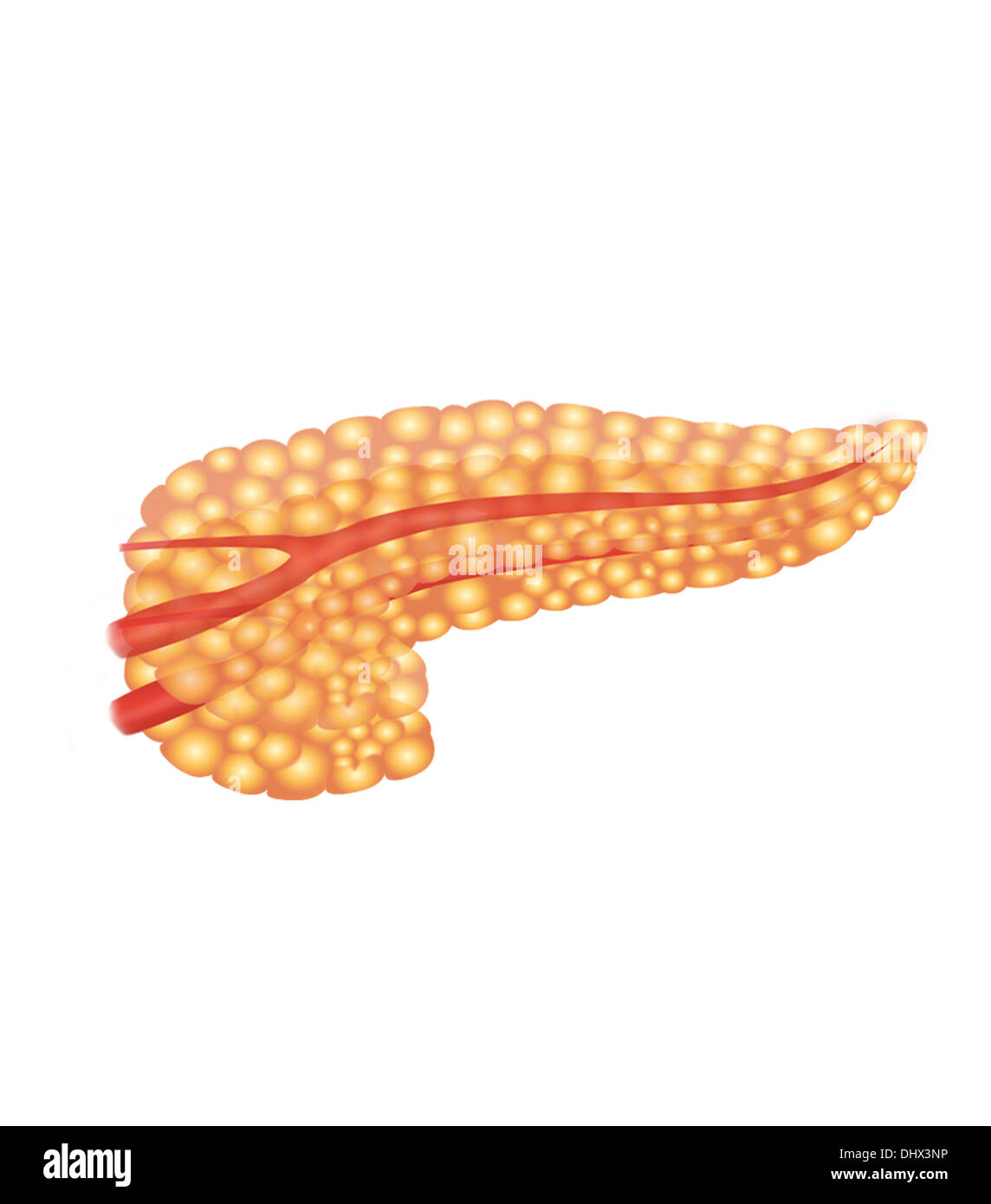 Il pancreas, disegno Foto Stock