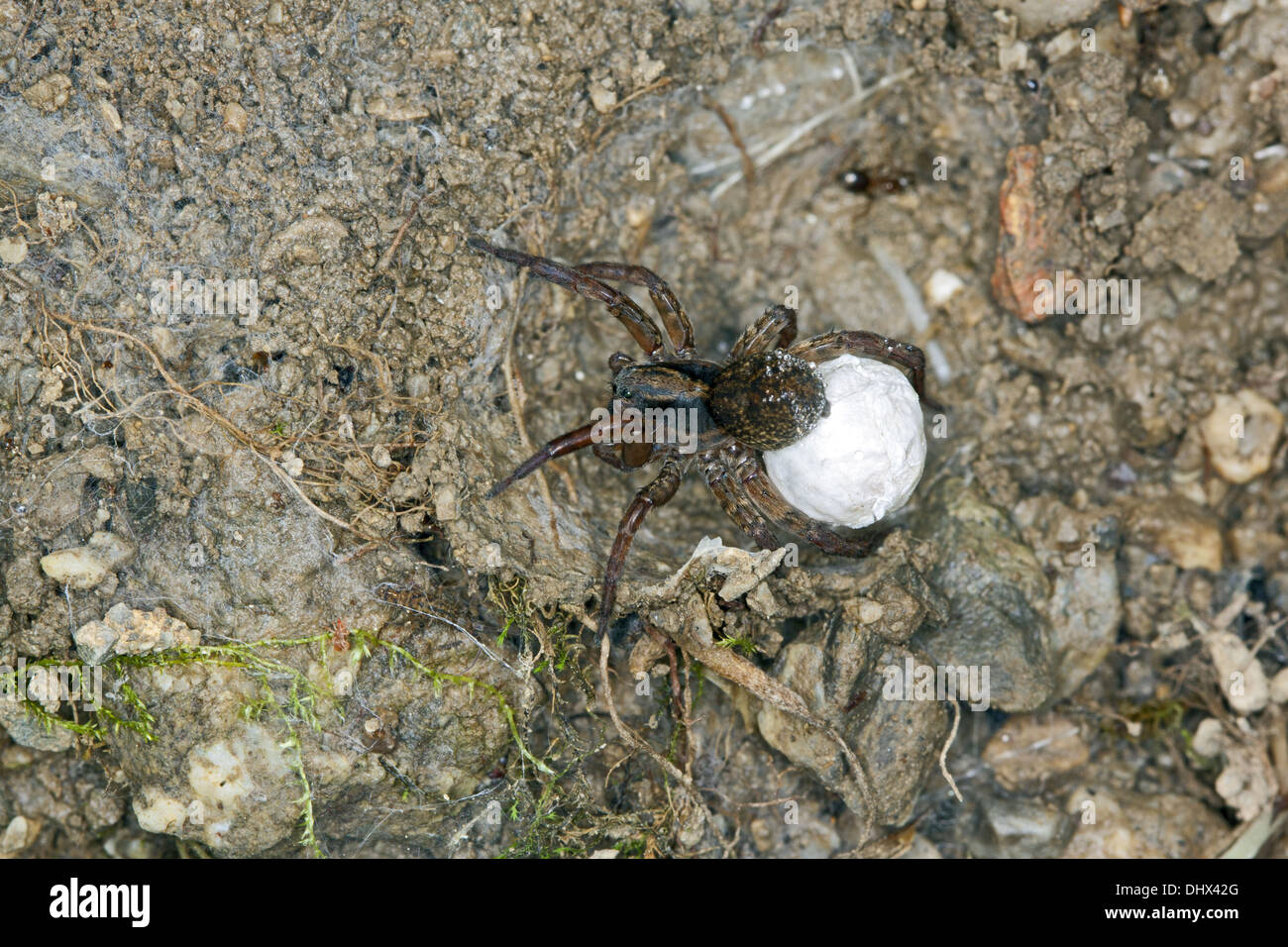 Massa Wolf-Spider, Trochosa terricola Foto Stock