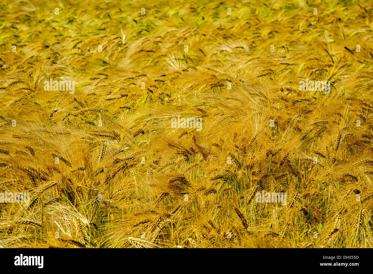 Sventolando campo di grano Foto Stock