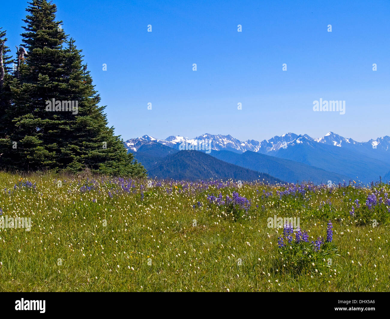 Montagne Olimpiche e fiori selvatici da Hurricane Ridge,Stato di Washington Foto Stock