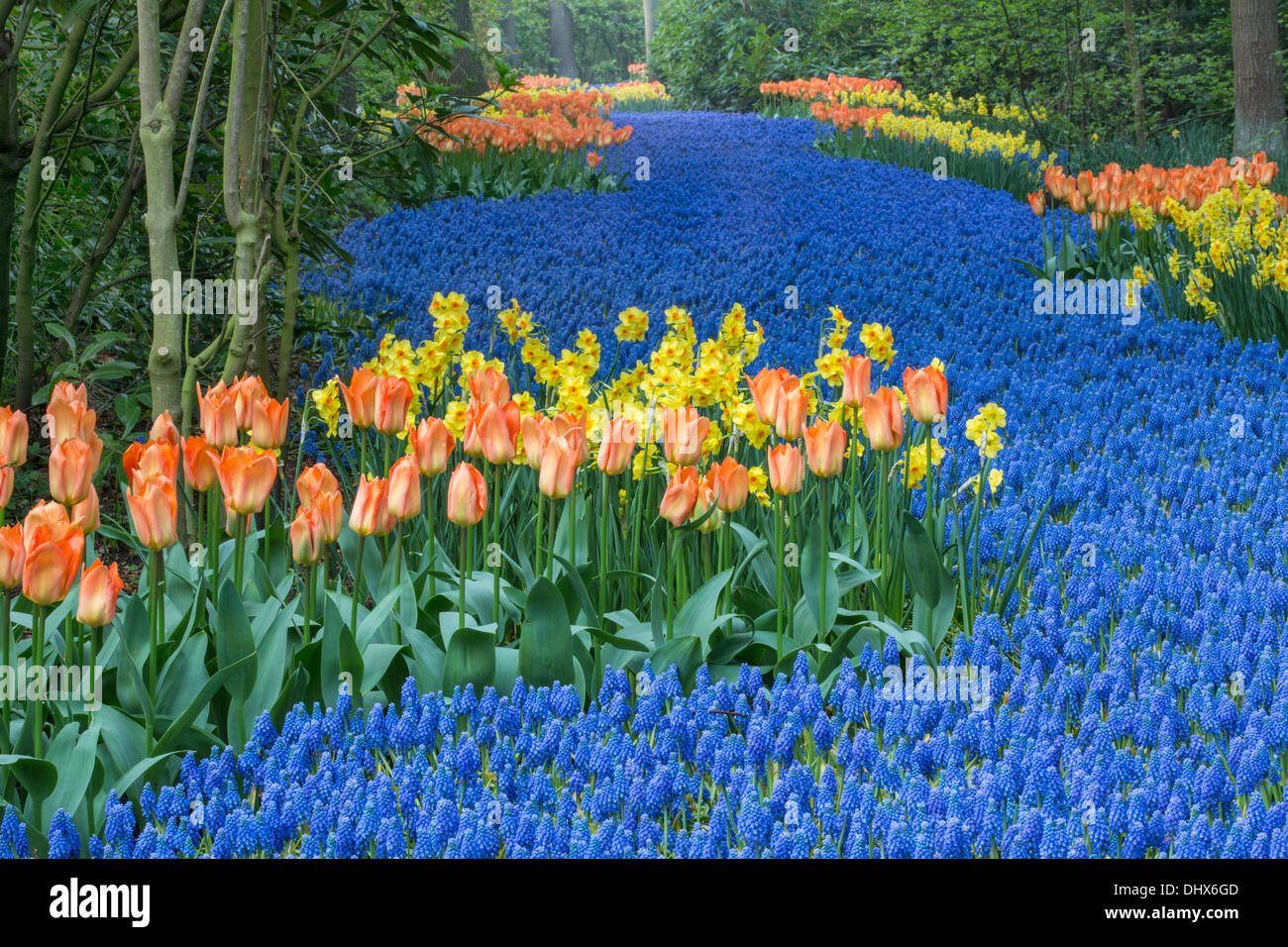 Paesi Bassi Lisse, giardini Keukenhof Foto Stock