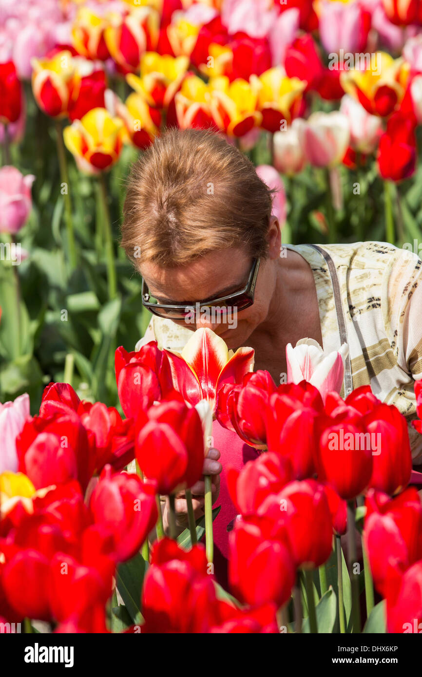 Paesi Bassi Lisse, giardini Keukenhof. Donna odorare i tulipani Foto Stock