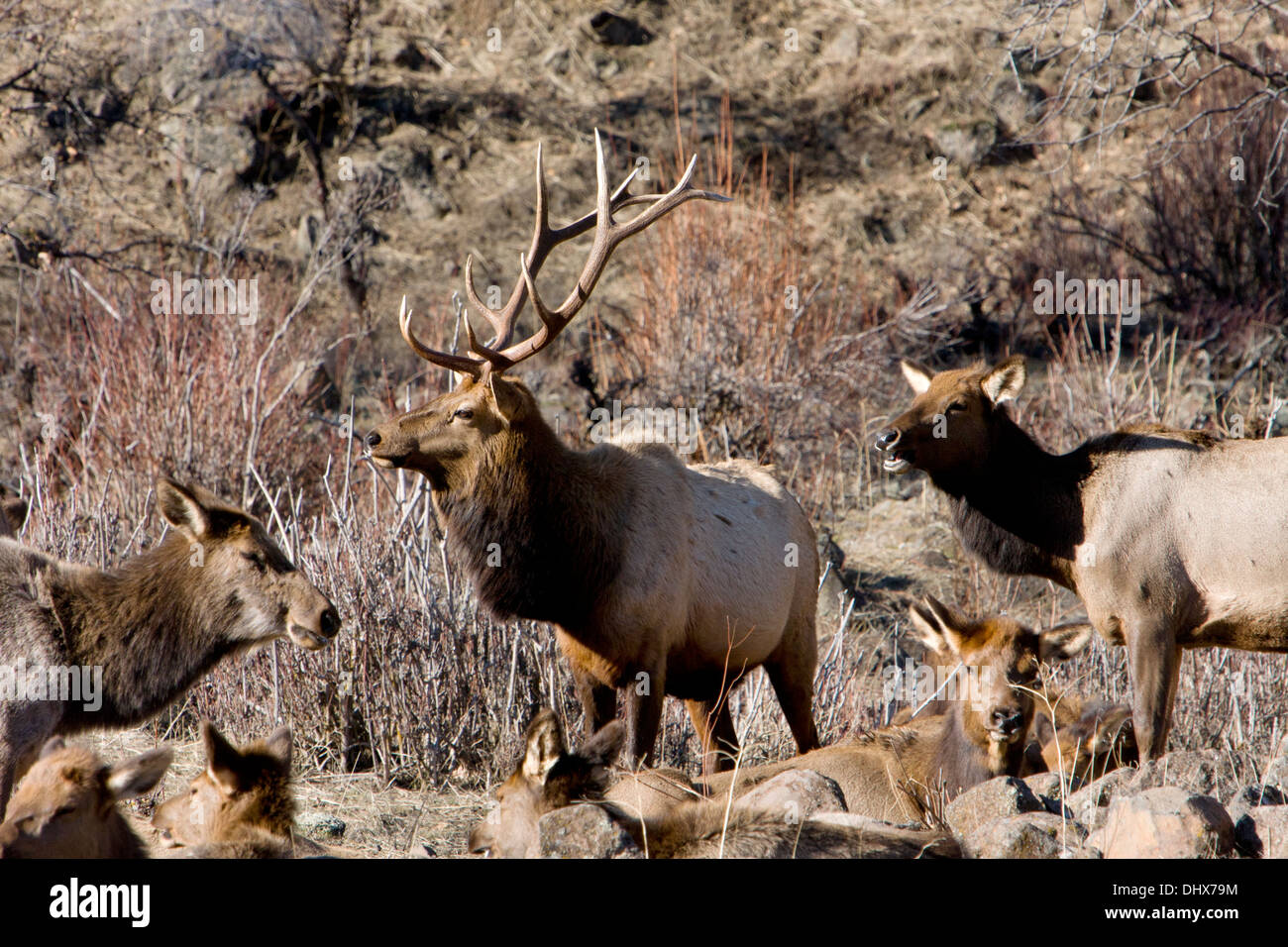 Una bull elk si erge orgogliosa sopra il suo harem a Oak Creek Wildlife Area vicino Naches, Washington. Foto Stock