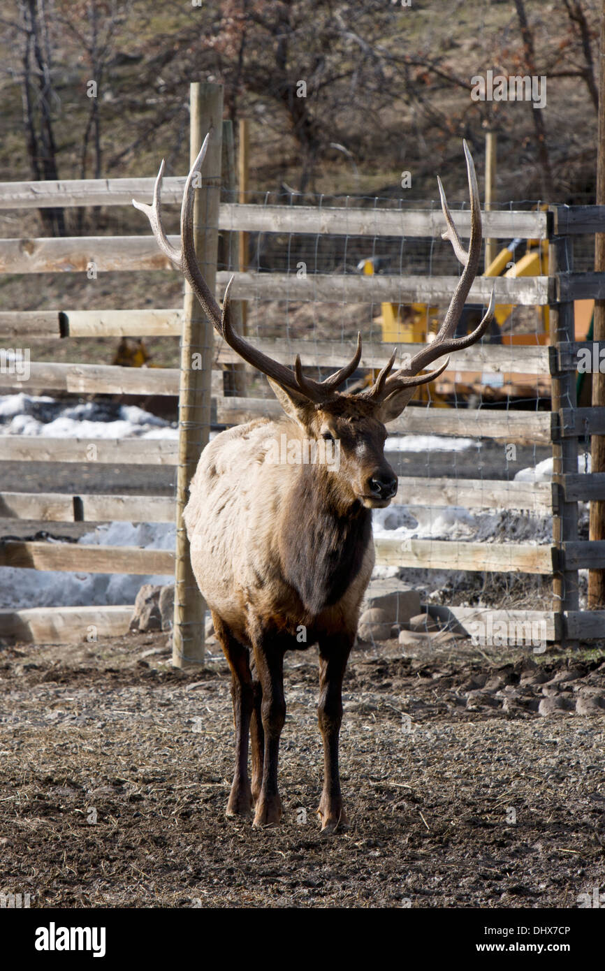 Rocky Mountain Elk a Oak Creek Wildlife Area vicino Naches, Washington. Foto Stock
