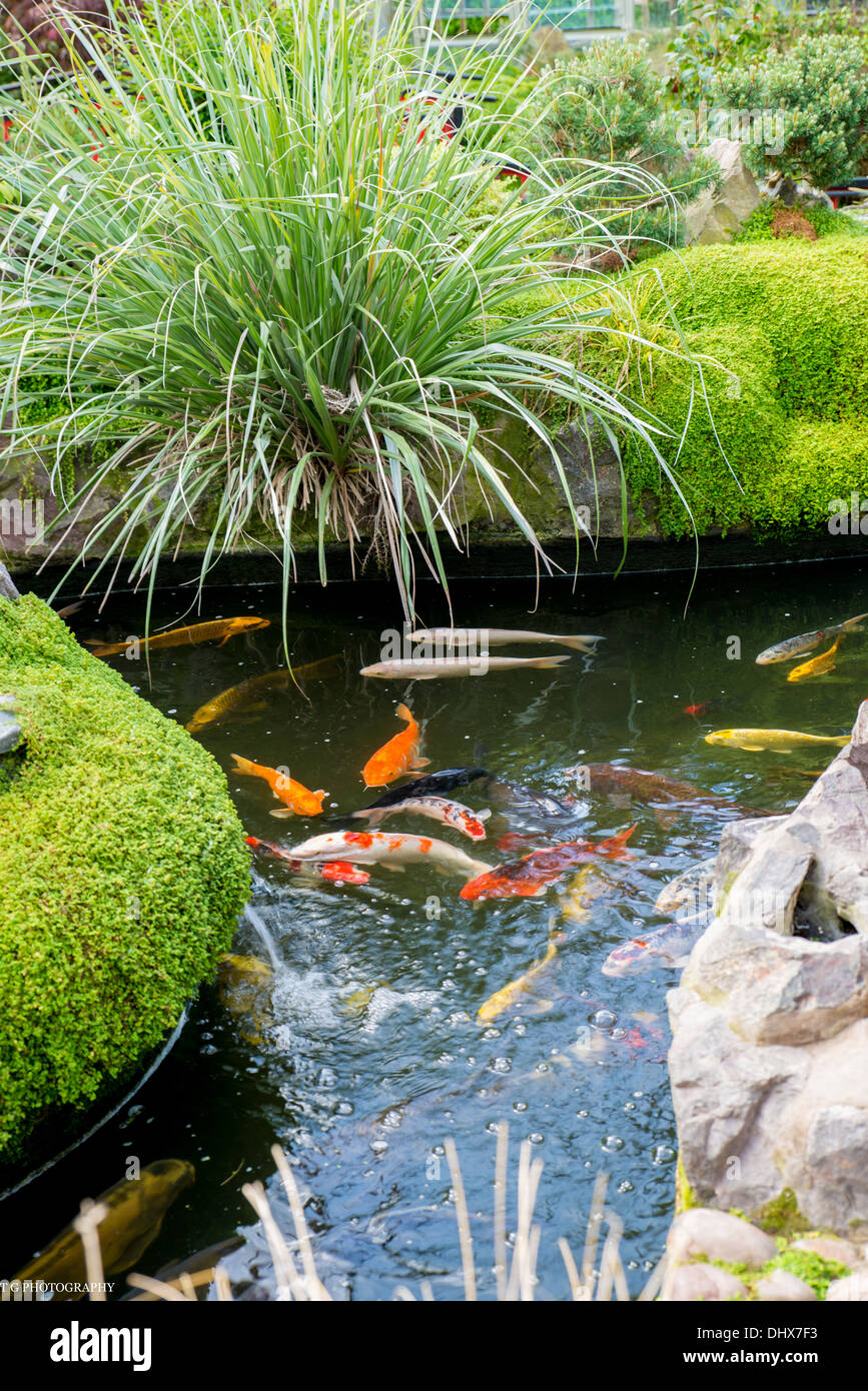 Pesce,lago,giardino,,Koi Carp,l'erba, Foto Stock