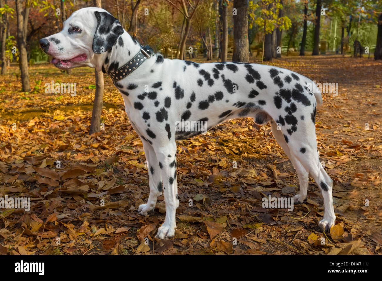Cane animale pet dalmata Foto Stock