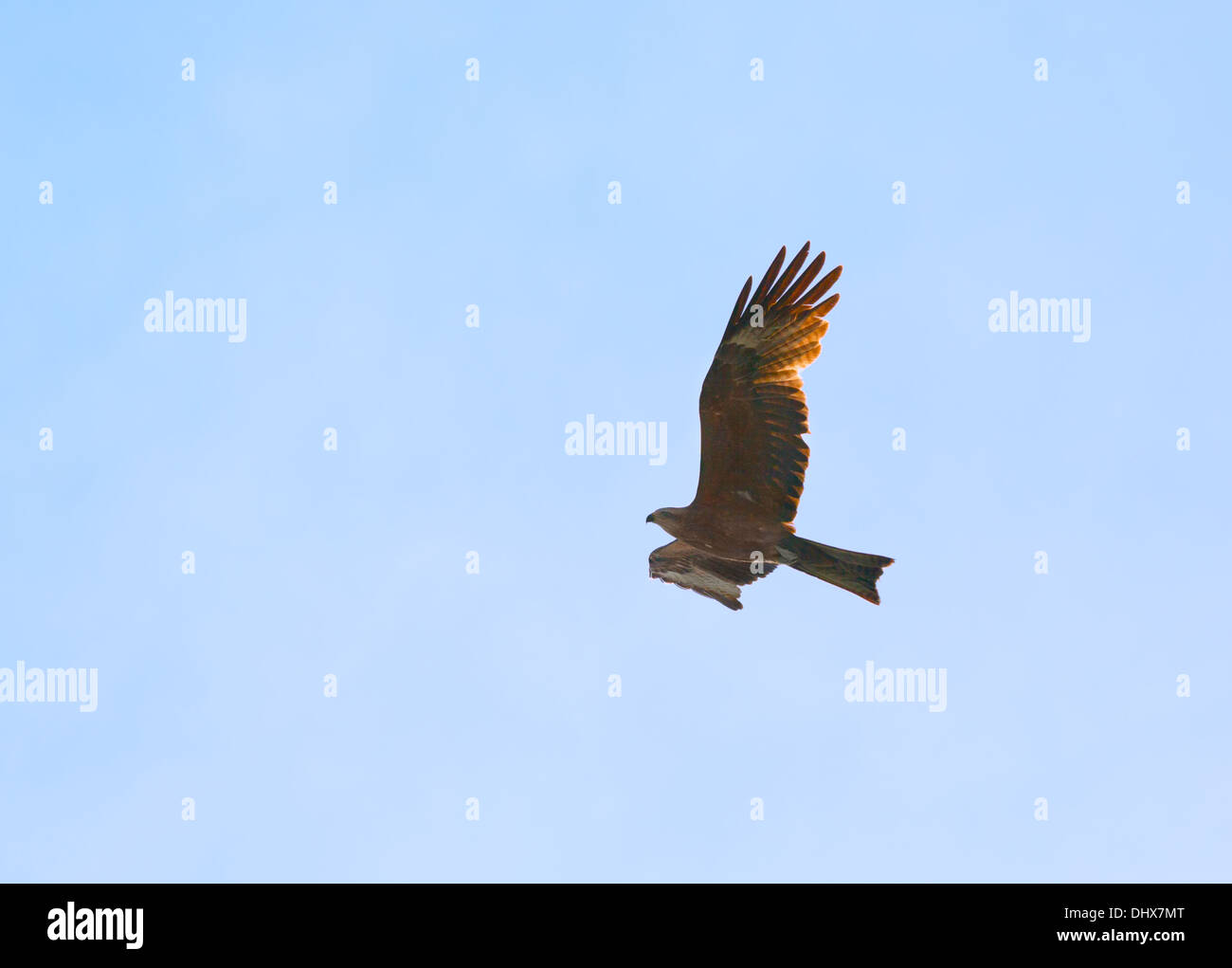 Animali flying eagle Foto Stock