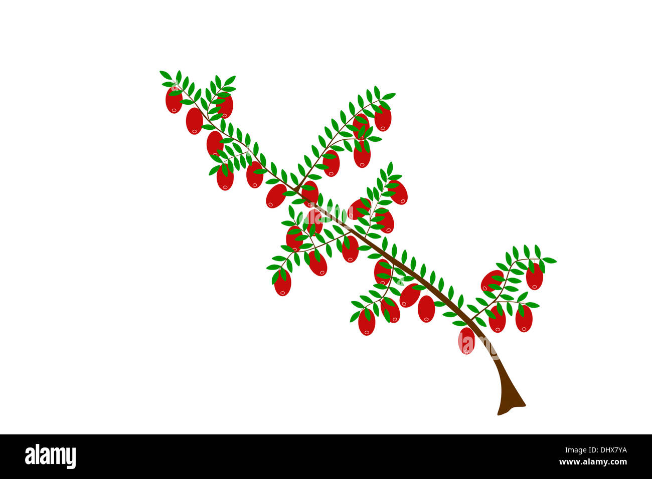 Illustrazione di mirtillo palustre Foto Stock