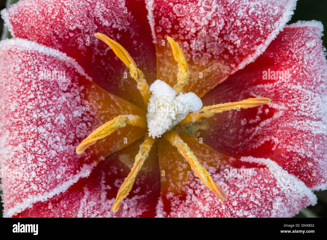 Paesi Bassi Lisse, Tulipani coperto dal gelo Foto Stock