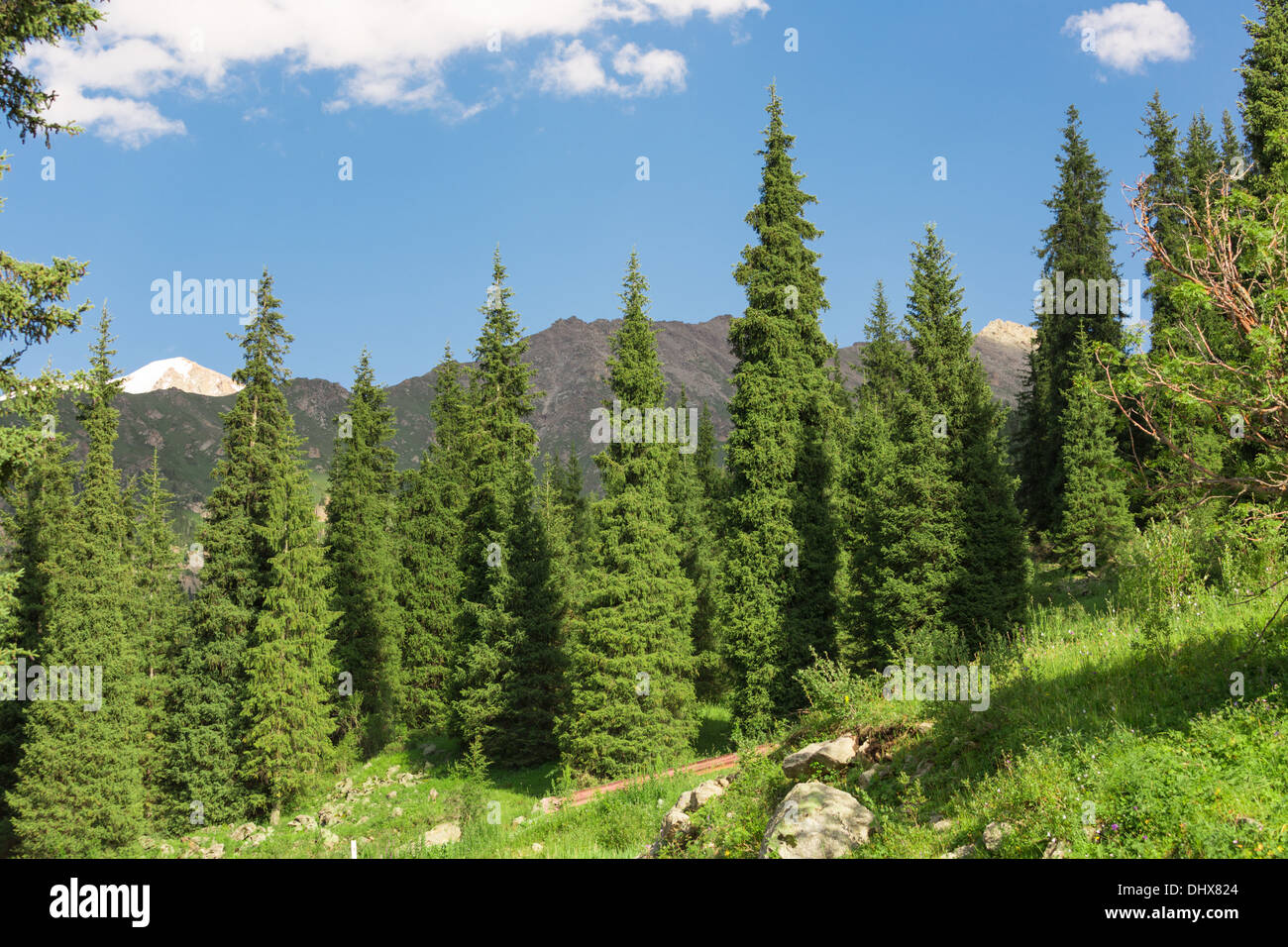 Paesaggio estate in montagna Foto Stock