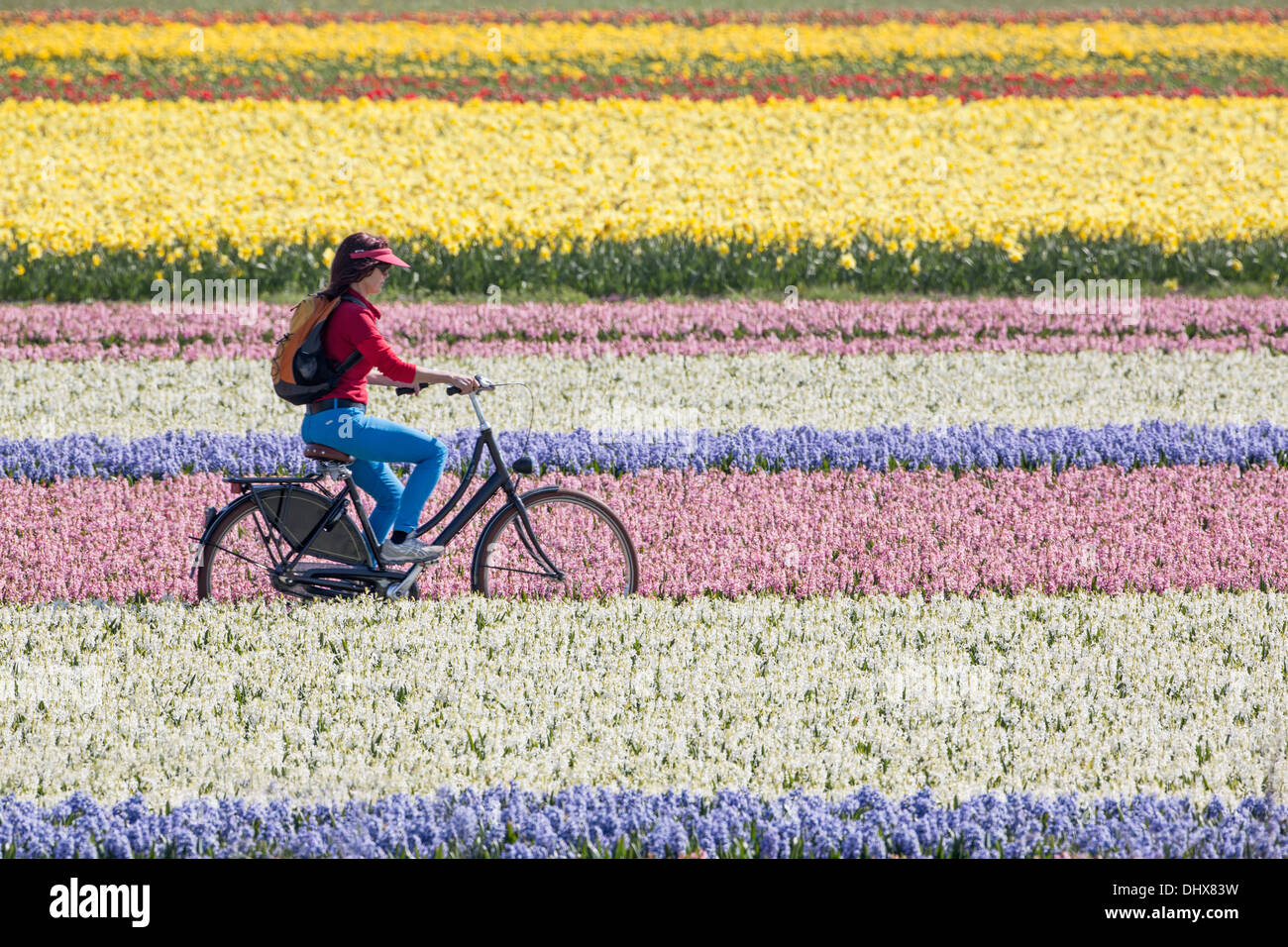 Paesi Bassi, Noordwijk, Tulip e campi di Giacinto. Donna ciclismo Foto Stock