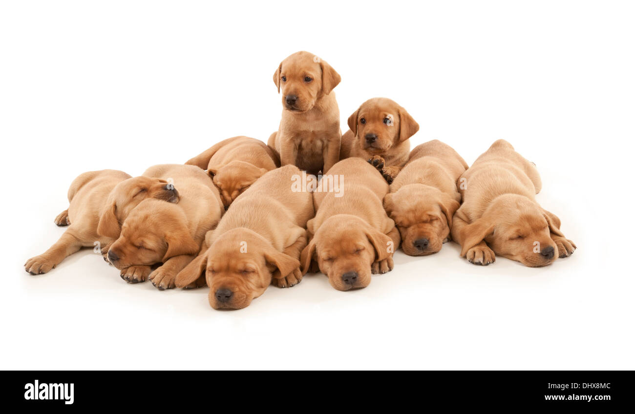 Nove Labrador cuccioli Foto Stock